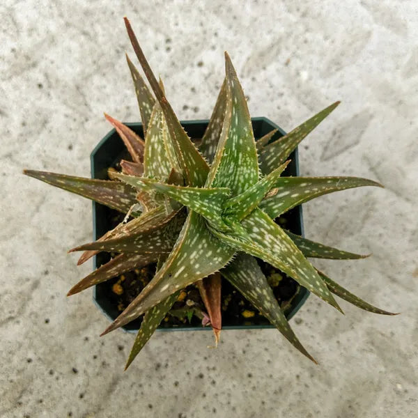 Aloe Descoingsii