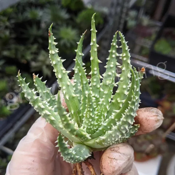 Aloe Humilis (Short Leaves)