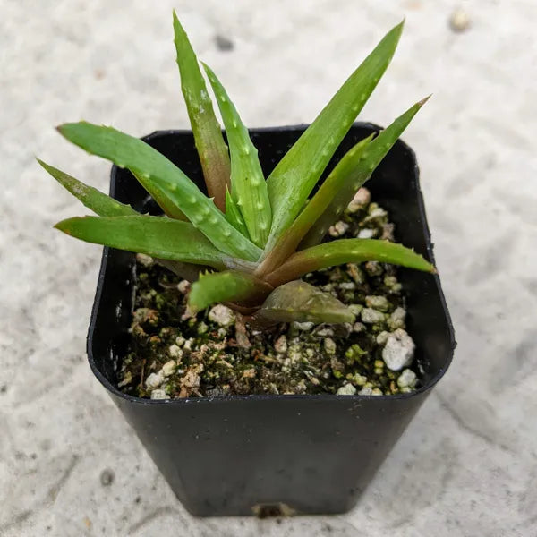 Aloe Species O1