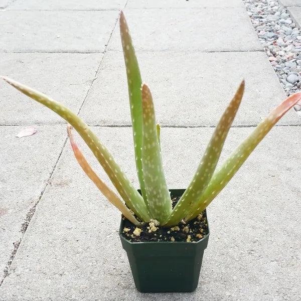 Aloe Vera Barbadensis