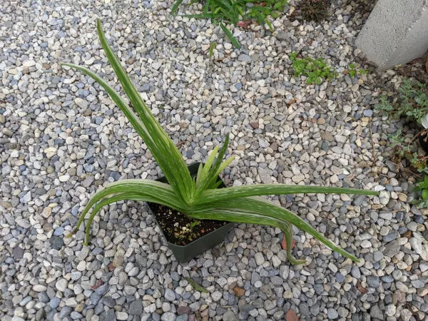 Aloe Vera Variegated
