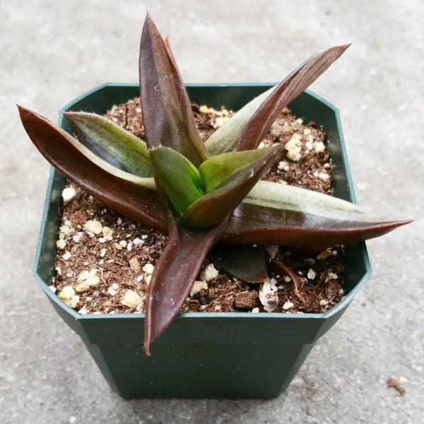 Close-up of Aloe 'Black Gem' Variegated, showcasing its variegated leaves in shades of dark to light green and brown, with creamy streaks.