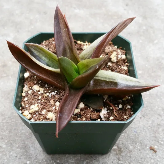 Close-up of Aloe 'Black Gem' Variegated, showcasing its variegated leaves in shades of dark to light green and brown, with creamy streaks.