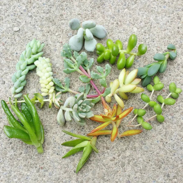 succulent cuttings bulk Bulk Succulent Cuttings for Party Events
