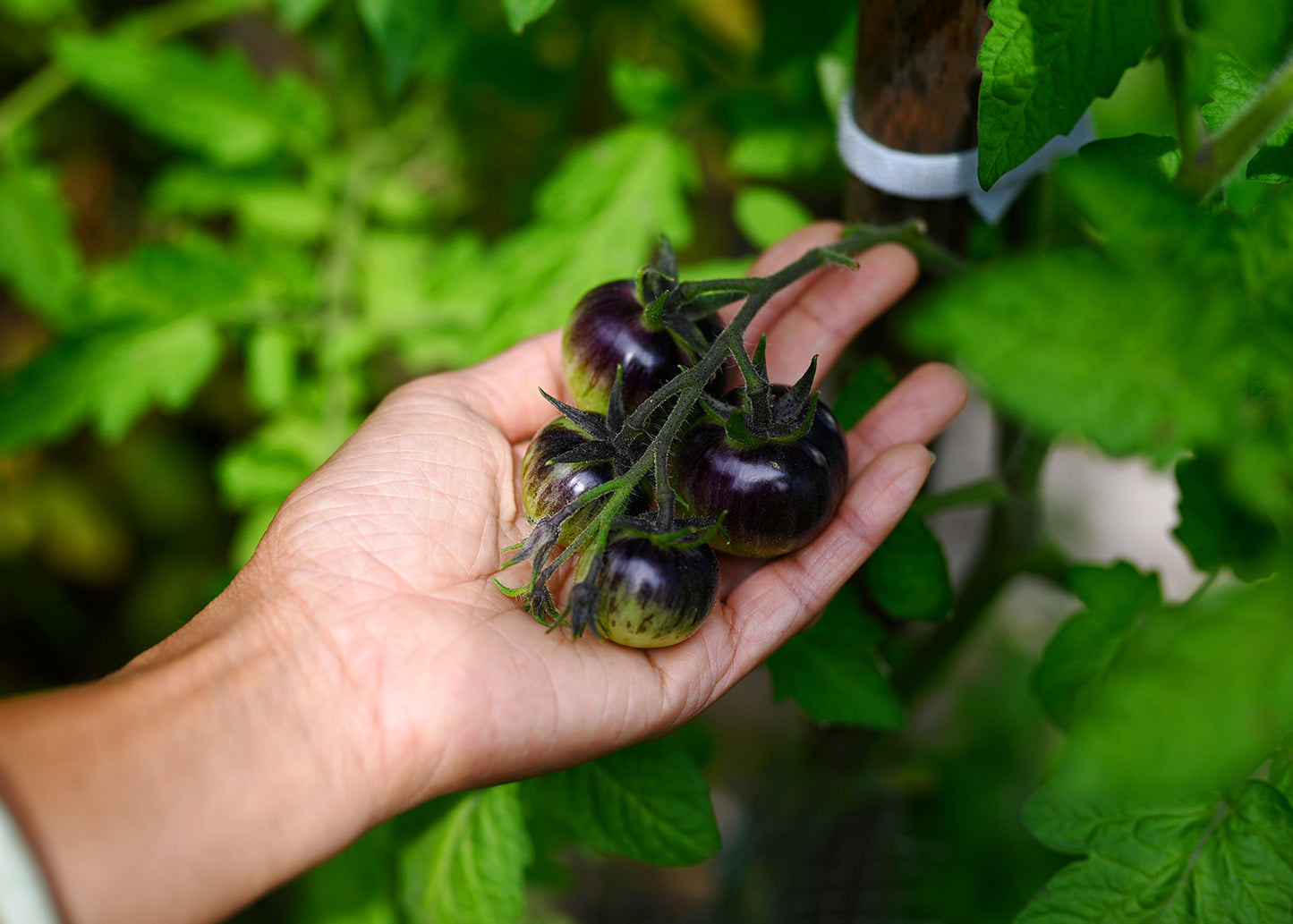 Close-up of an unripe bunch of Black Strawberry Tomatoes held in a hand, showcasing their green and purple hues and clustered growth pattern.