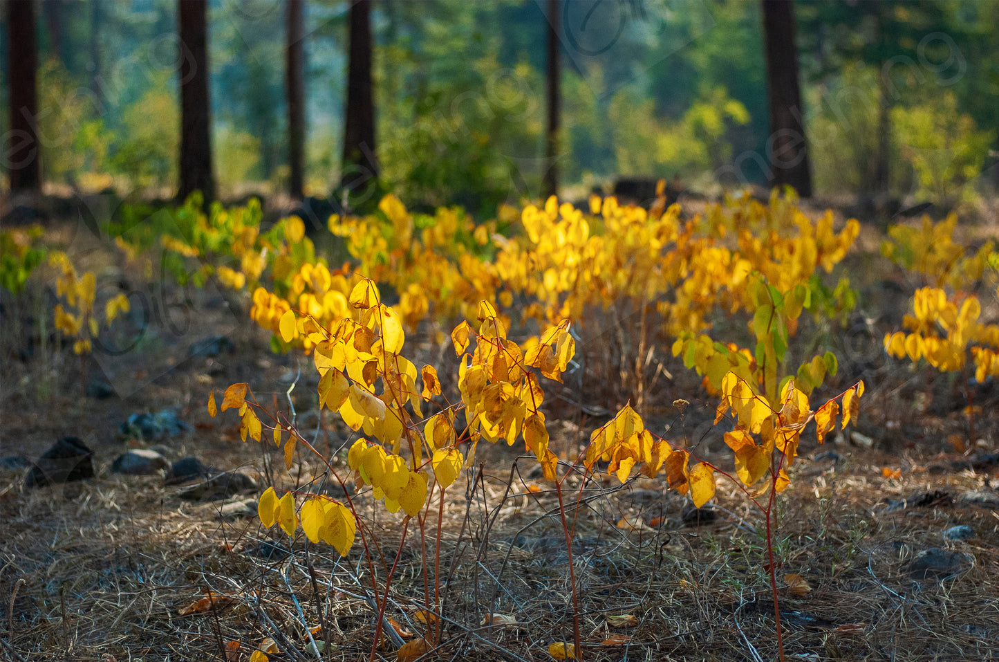 British Columbia WoodLand 02, Canada - Digital Download