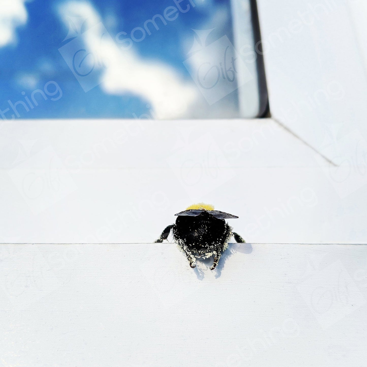 Bumble Bee Butt