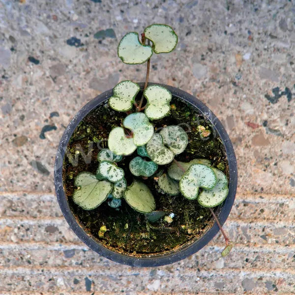 Ceropegia Woodii "Silver Glory"