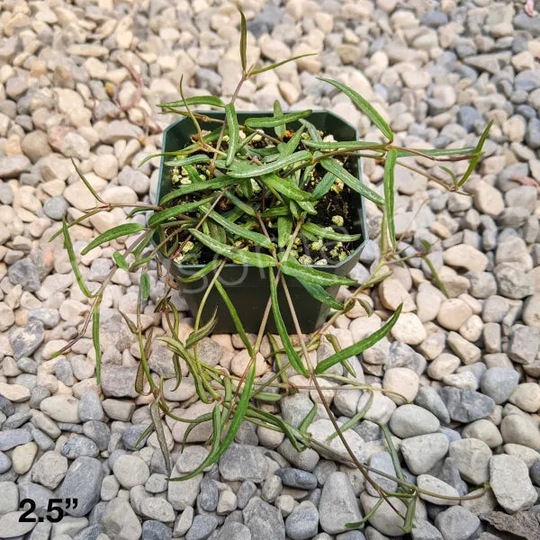 string of needles succulent Ceropegia Linearis 'String Of Needles' – Grow Something