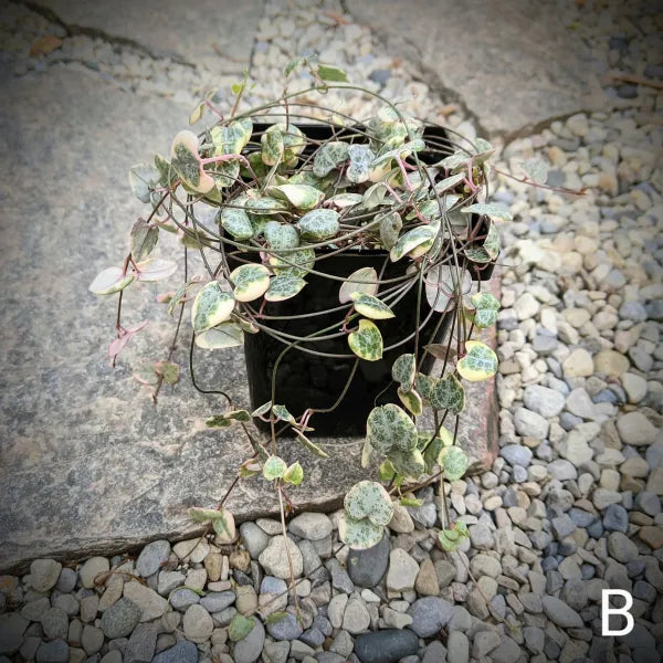 Ceropegia Woodii Variegated aka String of Hearts or Rosary Vine