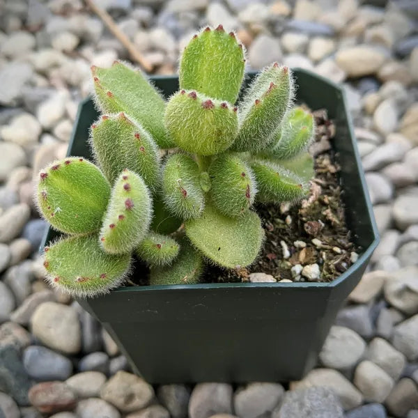 Cotyledon Ladismithiensis 'Lemon Stripe'