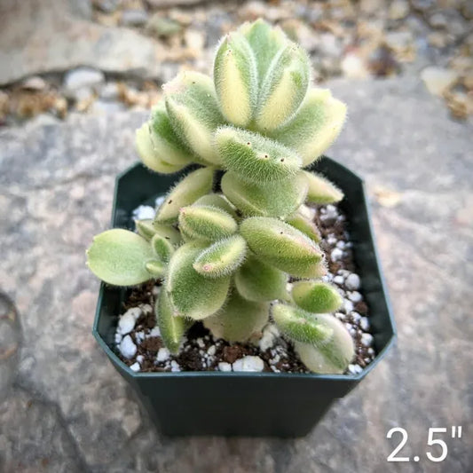 Cotyledon Ladismithiensis Variegata (Bear's Paw) succulent with fuzzy, variegated leaves in shades of green and cream, displayed in a pot.
