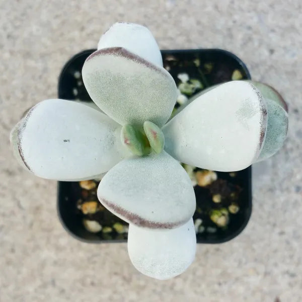 Cotyledon Orbiculata