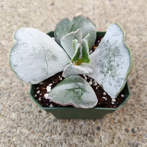 Cotyledon Orbiculata 'Mucronata'