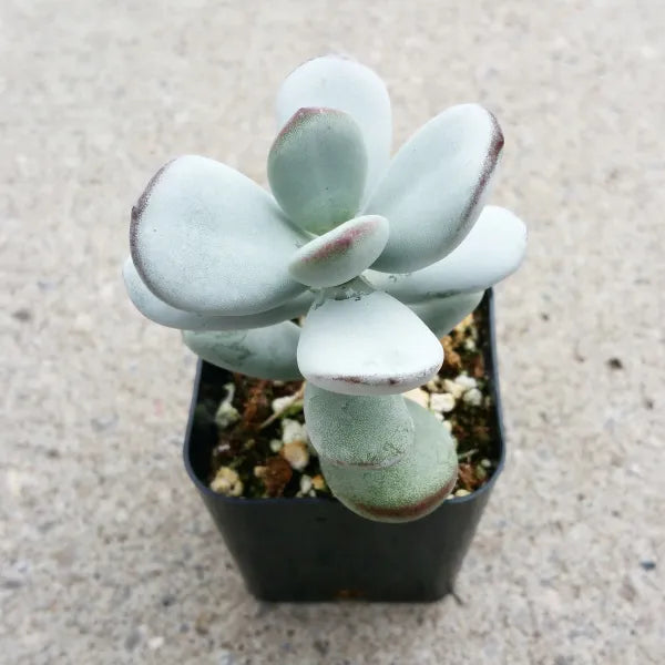 Cotyledon Orbiculata