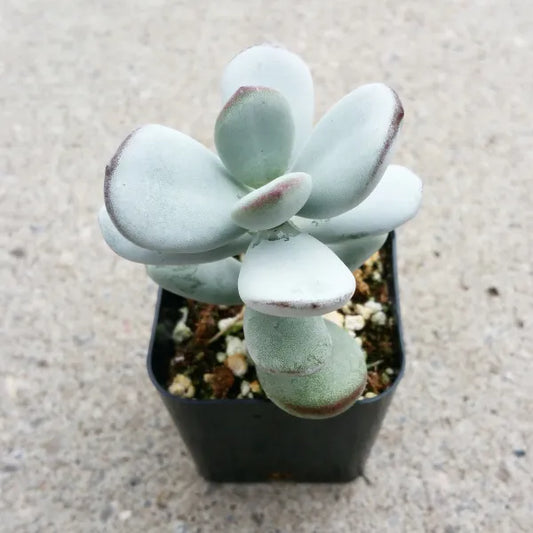 Cotyledon Orbiculata