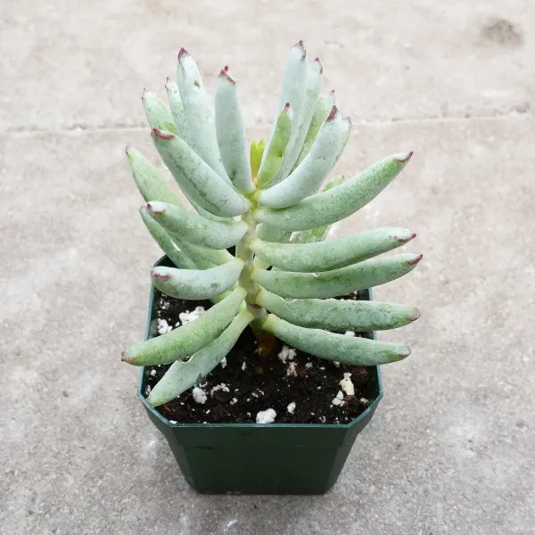 Cotyledon Orbiculata var Flanaganii