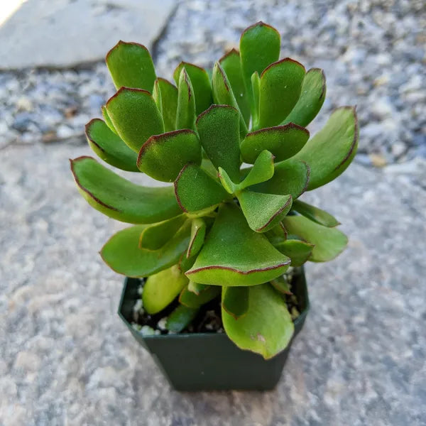 Cotyledon Papillaris