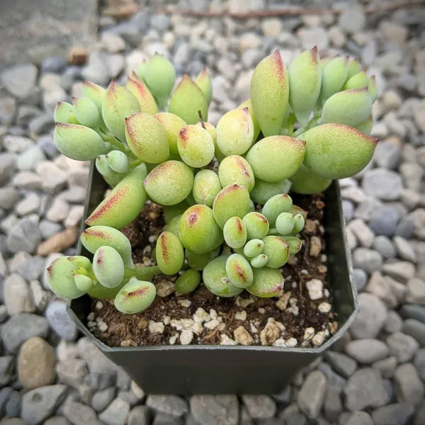 A close-up of Cotyledon Pendens in a 2.5" pot, showcasing its cascading leaves.