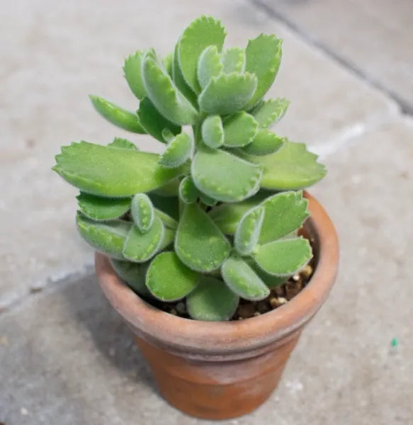 Cotyledon Tomentosa "Bear's Paw"