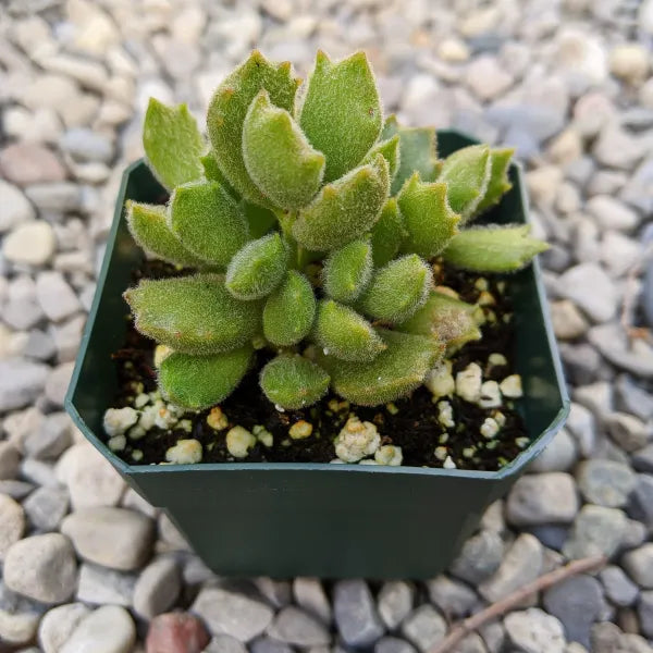 kitten paws succulent Cotyledon Tomentosa 'Kitten Paws' – Fuzzy Succulent with Paw-Shaped Leaves – Grow Something