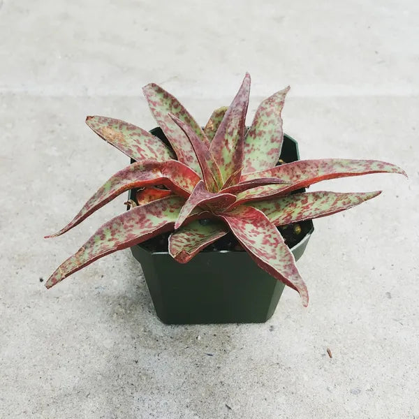 Crassula Alba Var. Parvisepala