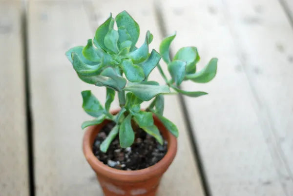 Crassula Arborescens Undulatifolia 'Blue Waves'