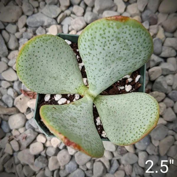 Crassula Arborescens aka Silver Jade