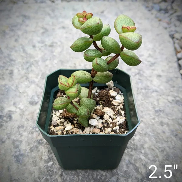 Crassula Brevifolia