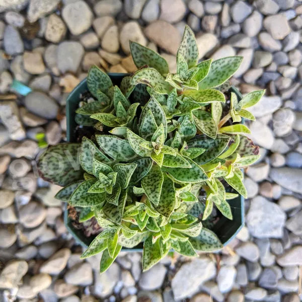Crassula Exilis Picturata