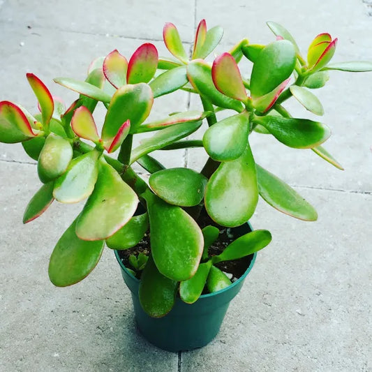 Close-up of Crassula Hummel’s Sunset Jade in a 4.5" pot, showing sun-stressed colours of yellow with red tips.
