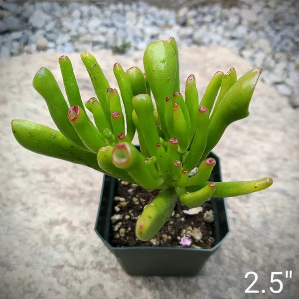 succulent looks like fingers Crassula Ovata 'Skinny Fingers'