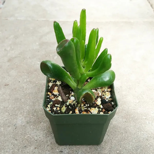 Crassula Ovata ‘Skinny Fingers'