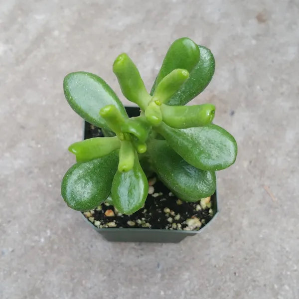 Crassula Ovata Hobbit Jade