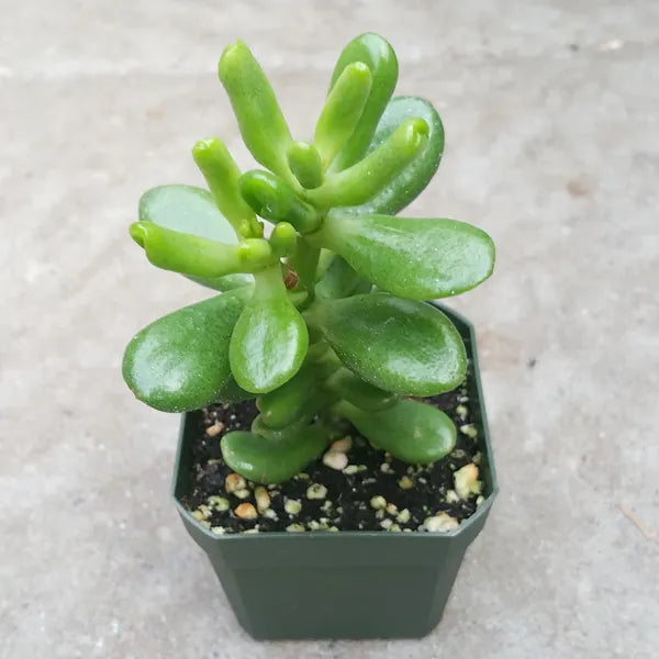 hobbit jade plant Crassula Ovata 'Hobbit' – Unique Jade Plant with Curled Leaves – Grow Something