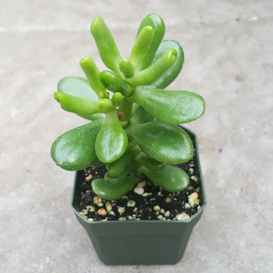 Crassula Ovata Hobbit Jade
