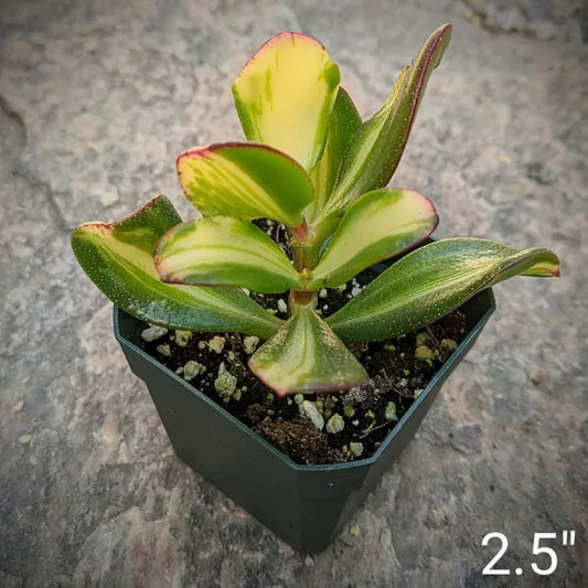 Crassula Ovata 'Mikaeri Bijin' (Return of Beauty) in a 2.5" pot, showcasing its vibrant variegated leaves with a compact and symmetrical growth pattern. Perfect for small indoor spaces or succulent collections.