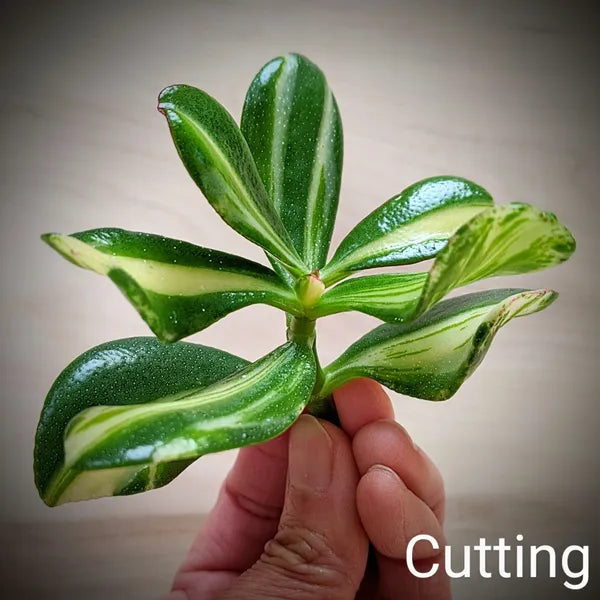 Crassula Ovata 'Mikaeri Bijin' (Return of Beauty) 2.5" cutting, showcasing its vibrant variegated leaves with a compact and symmetrical growth pattern. Perfect for small indoor spaces or succulent collections.