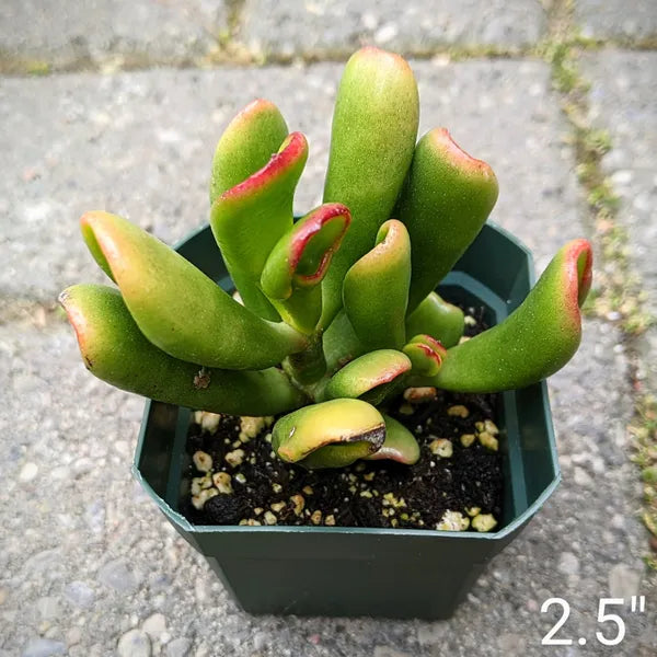 Close-up of Crassula Ovata 'Tricolour Hobbit' plant, showcasing its variegated leaves with green, yellow, and red edges.