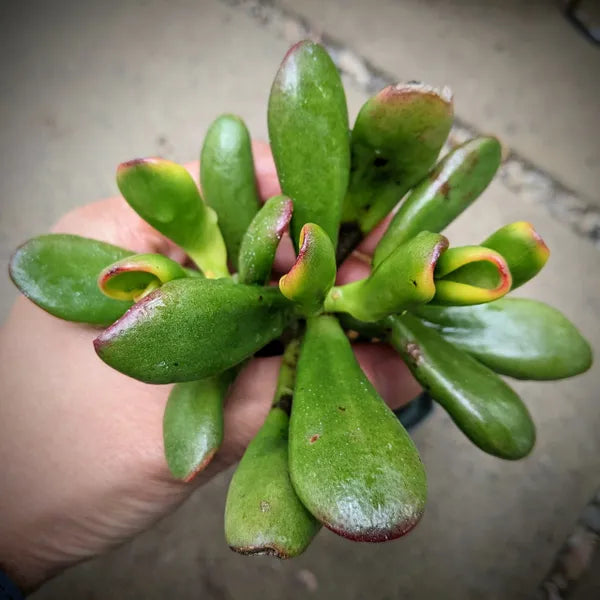Close-up of Crassula Ovata 'Tricolour Hobbit' cutting, showcasing its variegated leaves with green, yellow, and red edges.