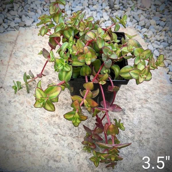 Crassula Pellucida - Green Variegation