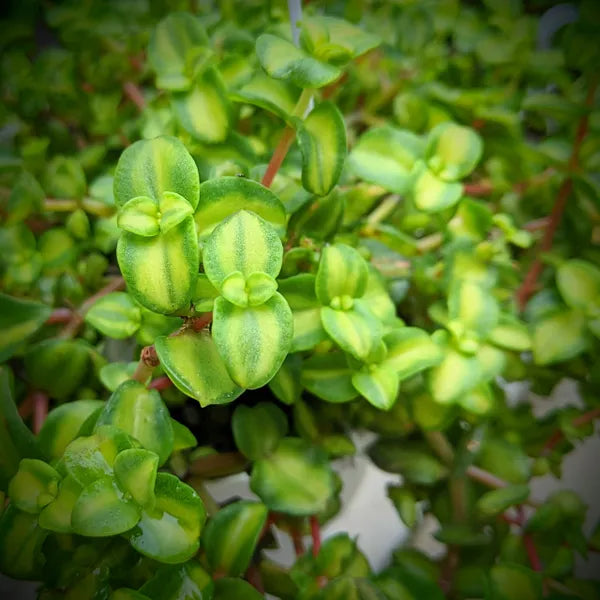 Crassula Pellucida - Green Variegation