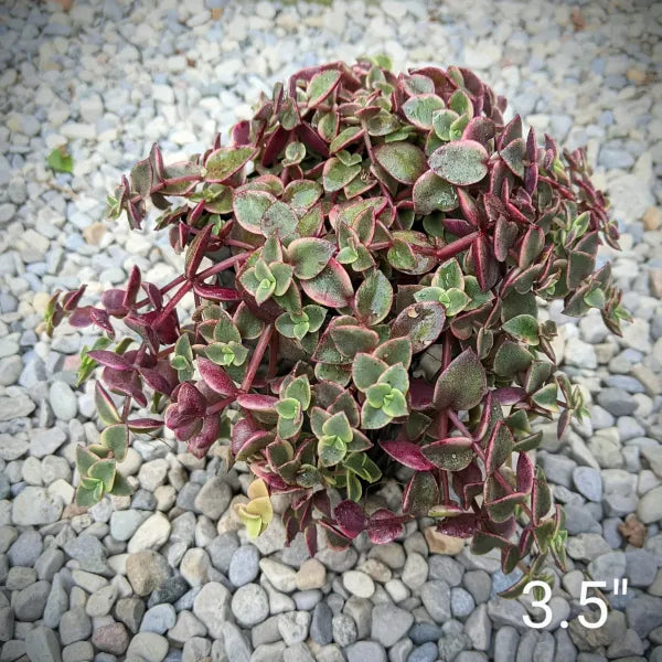 Crassula Pellucida ‘Variegata’