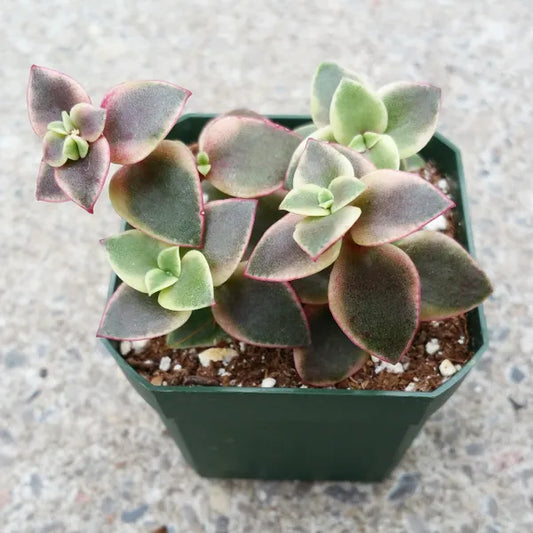 Crassula Pellucida ‘Variegata’
