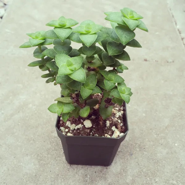 Crassula Perforata