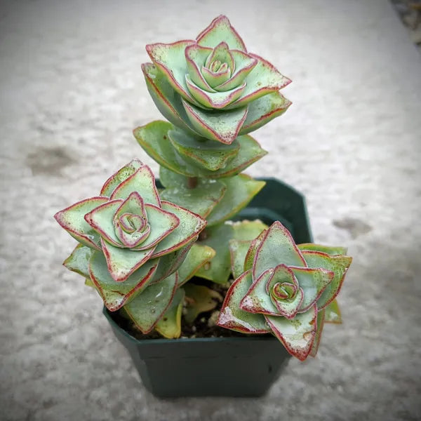 Crassula Perforata Giant Form