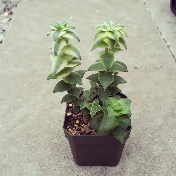 Crassula perforata ‘Variegata’ succulent with stacked triangular leaves showing creamy white and green variegation.