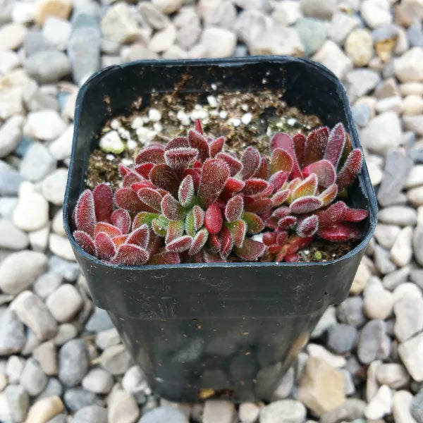pigmyweeds jade plant Crassula Pubescens – Jersey Pigmyweed – Grow Something