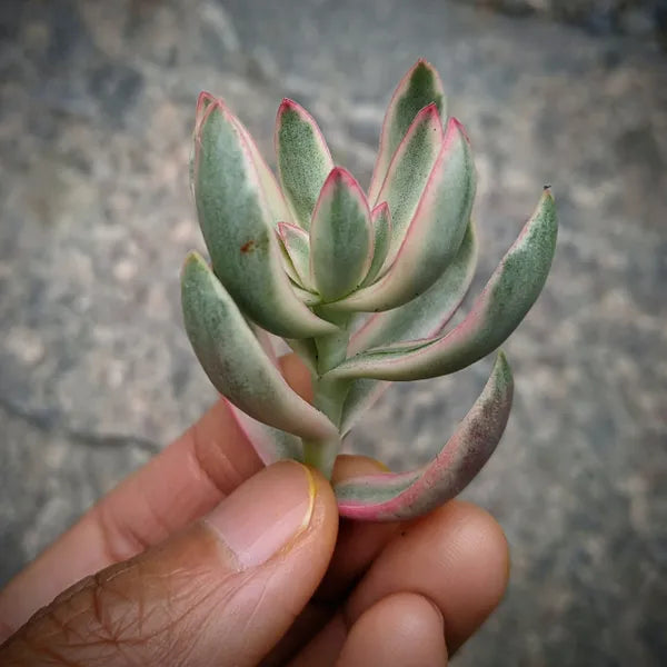 A close-up of Crassula Rubricaulis 'Candy Cane' cutting with variegated leaves in cream, pink, and light green.