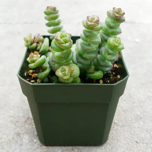 Crassula Rupestris subs. Marnierana cv. Contorta